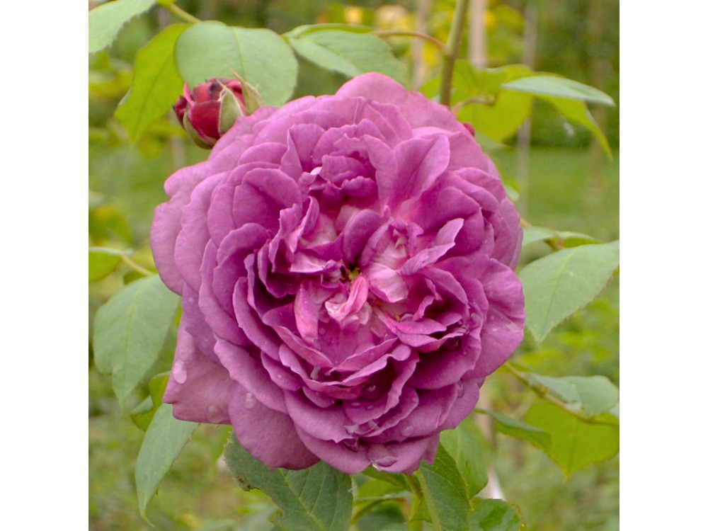 Reine des Violettes
