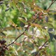 Glauca