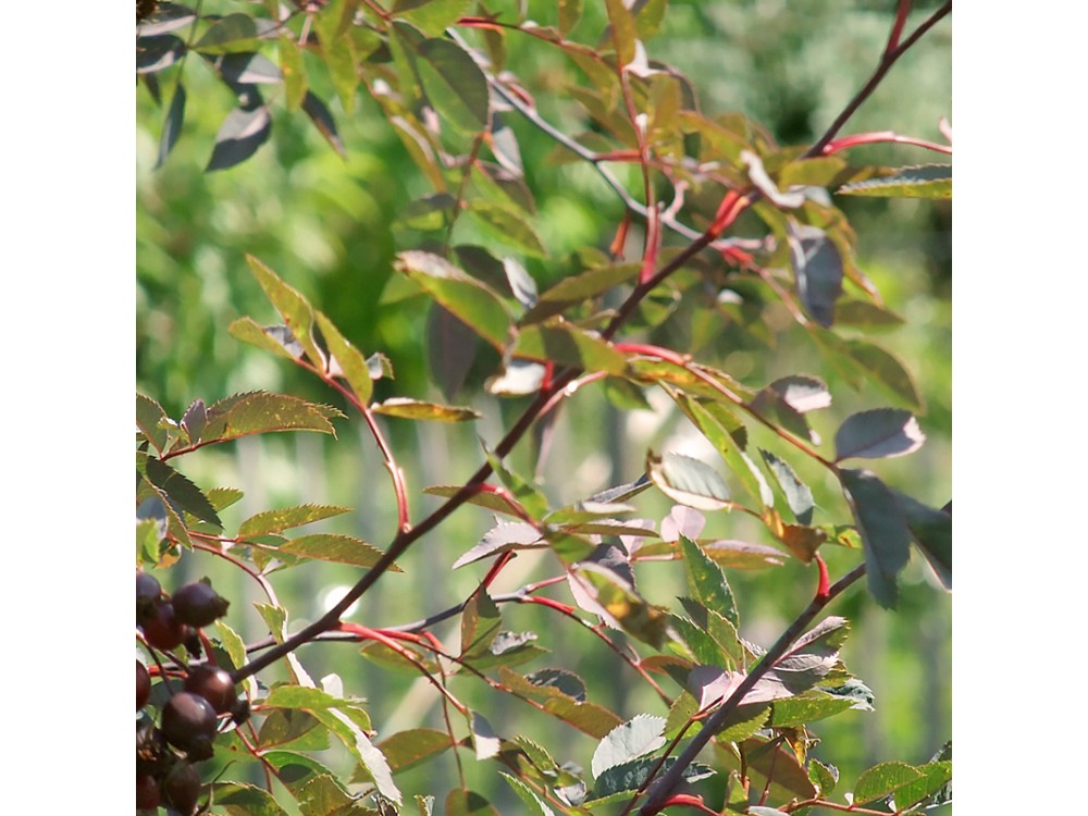 Glauca