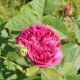 Rose de Rescht