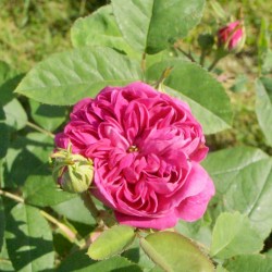 Rose de Rescht