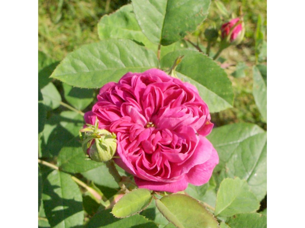 Rose de Rescht