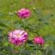 Roseraie de Commer