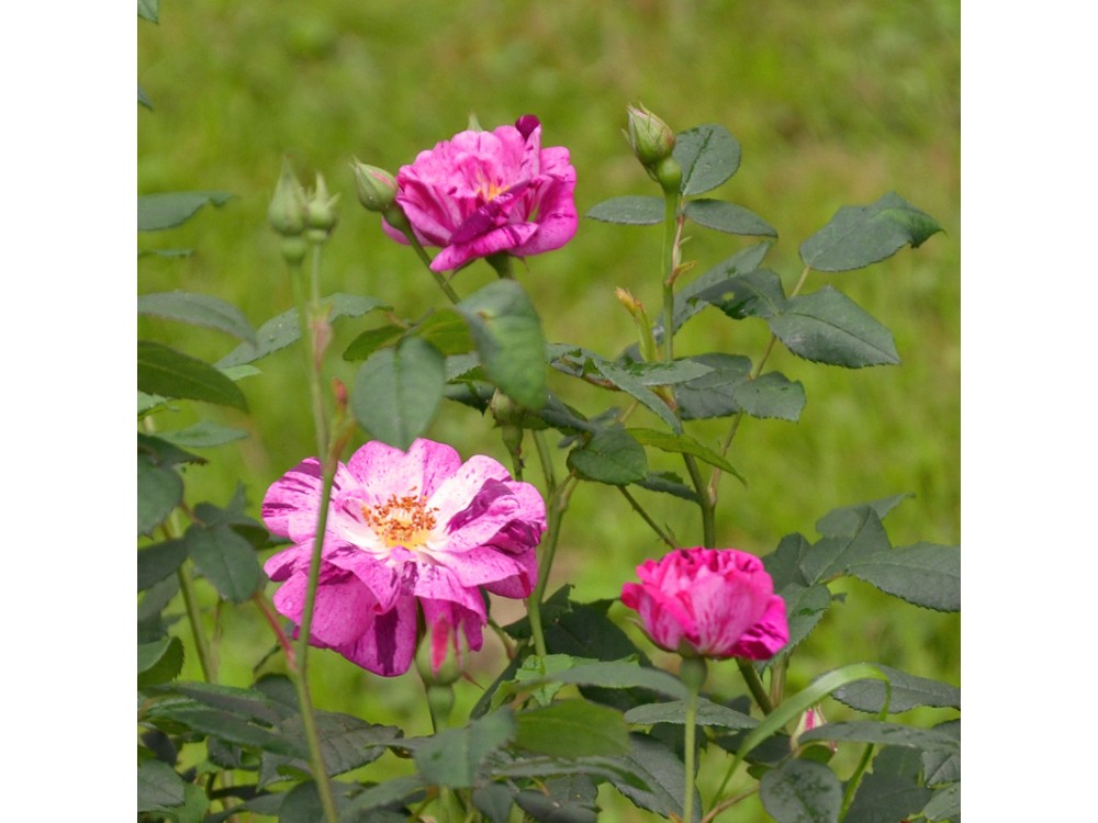 Roseraie de Commer