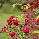 Rouge de Lens