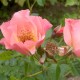 Summerwine