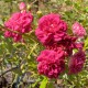 Super Excelsa