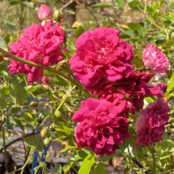 Super Excelsa