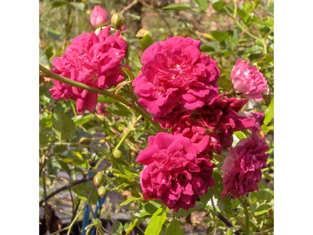 Super Excelsa