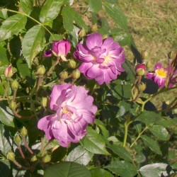 Veilchenblau