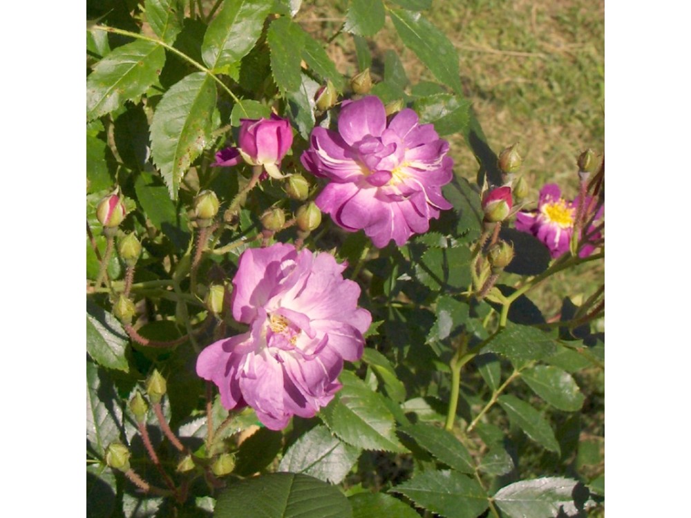 Veilchenblau