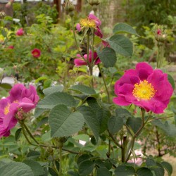 Violacea