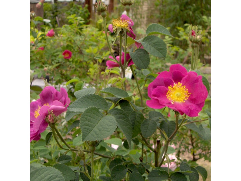 Violacea