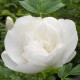 Blanc Double de Coubert