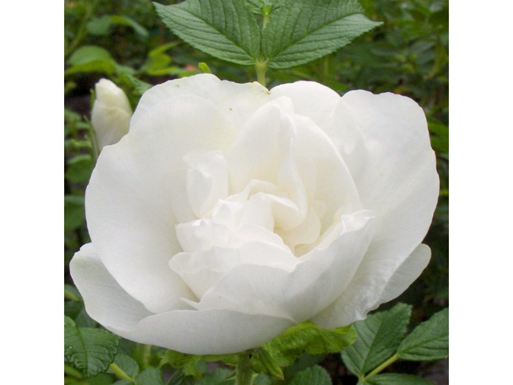 Blanc Double de Coubert
