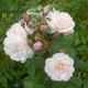 Blush Noisette