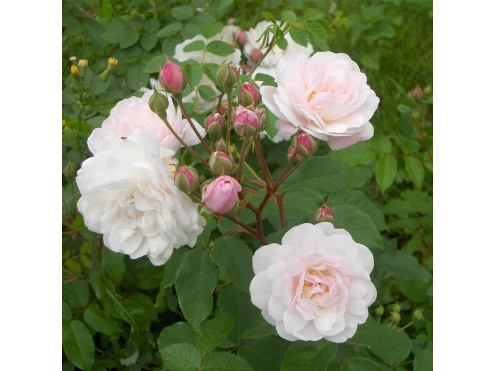 Blush Noisette