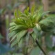Chinensis Viridiflora
