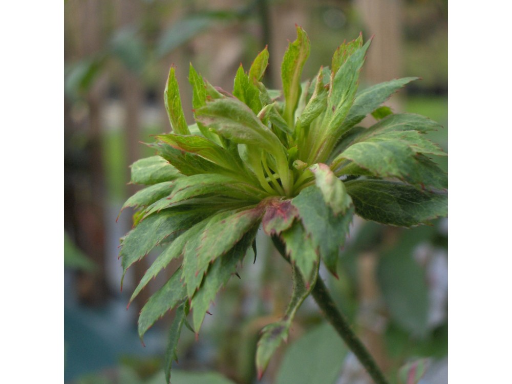 Chinensis Viridiflora