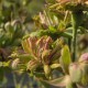 Chinensis Viridiflora
