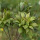 Chinensis Viridiflora