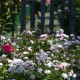 Cosy-Rose
