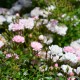 Cosy-Rose