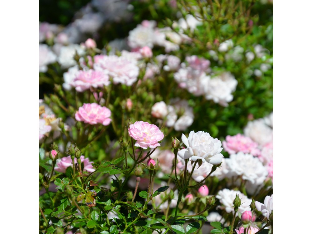 Cosy-Rose