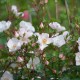 Cotton-Rose