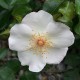 Cotton-Rose