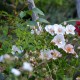 Cotton-Rose
