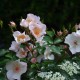 Cotton-Rose