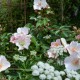 Cotton-Rose