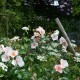Cotton-Rose