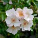 Cotton-Rose