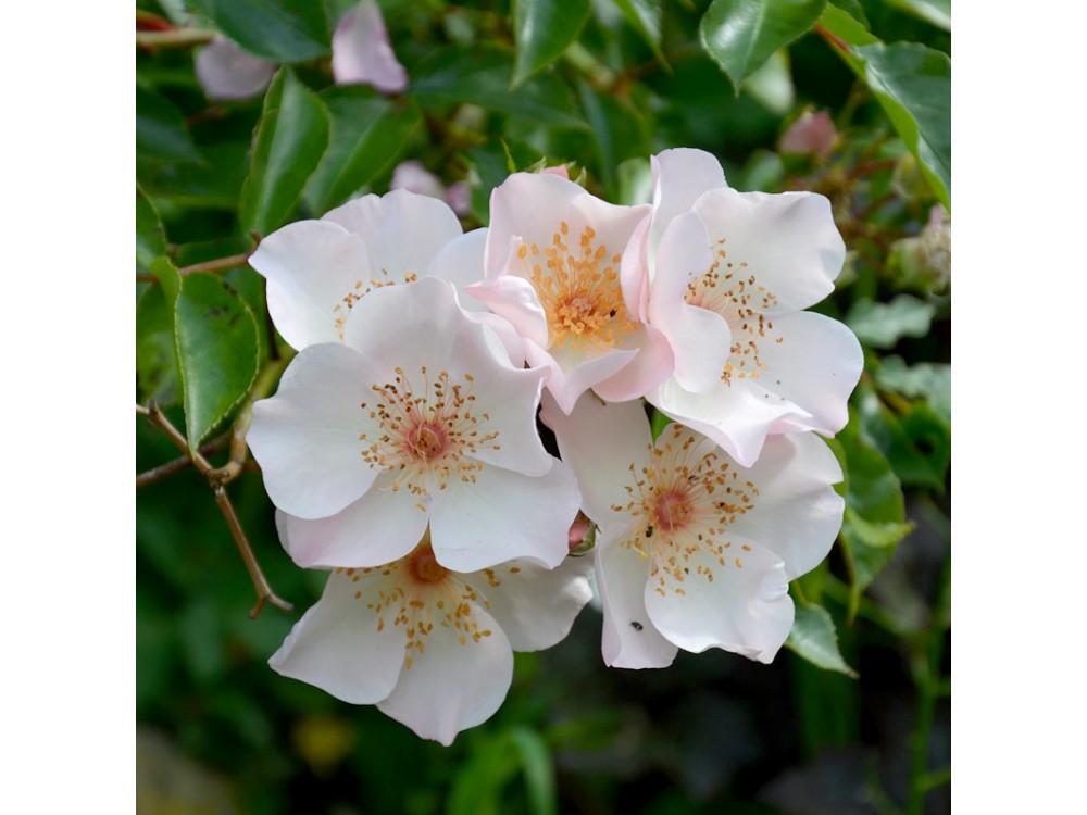 Cotton-Rose