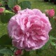 Coupe d'Hebe