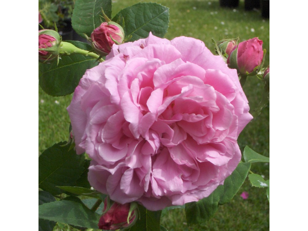 Coupe d'Hebe