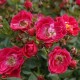 Dame de Villemont