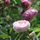 Duchesse de Montebello