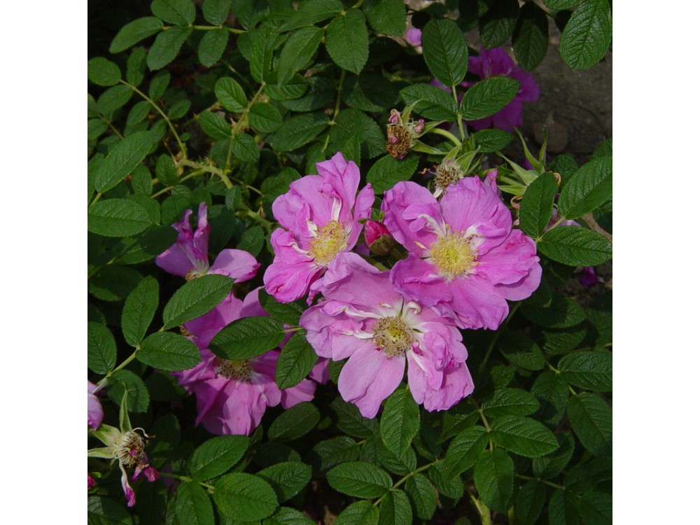 Eine rose fur Jérôme