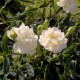 Canabifolia