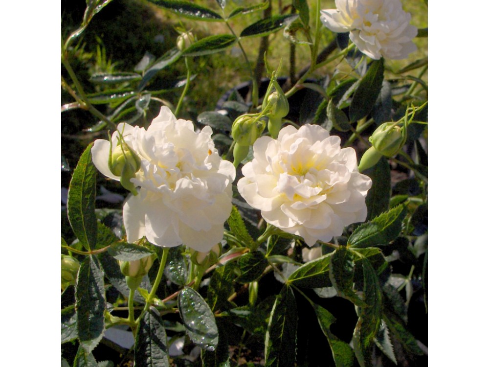 Canabifolia