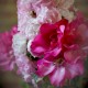 Flowers & Co