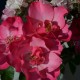 Flowers & Co