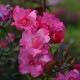 Flowers & Co