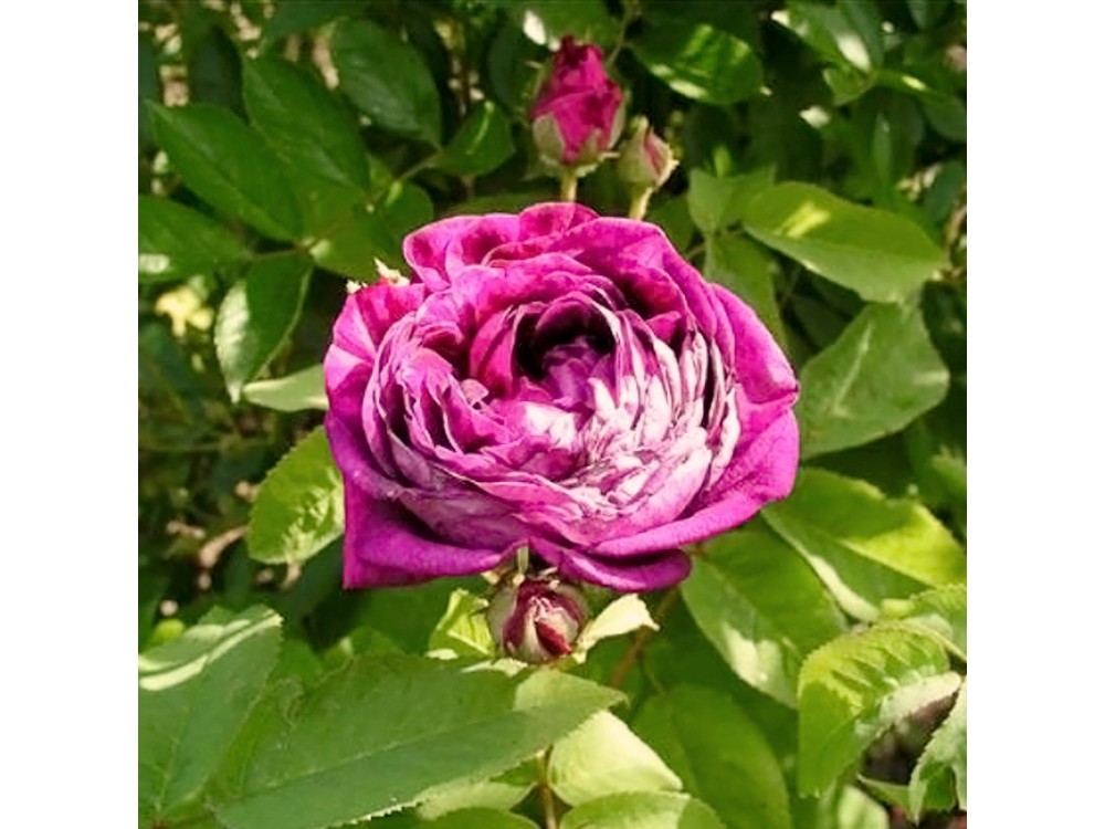 Carine de Provins