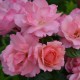 J-P Danel - Miss Daisy
