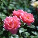 J-P Danel - Miss Daisy