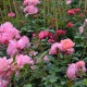 J-P Danel - Miss Daisy